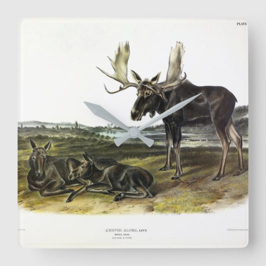 Moose Deer (Moose - Alces alces) van Audubon Vierkante Klok (Voorkant)
