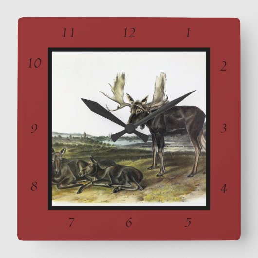 Moose Deer (Moose - Alces alces) van Audubon Vierkante Klok (Voorkant)