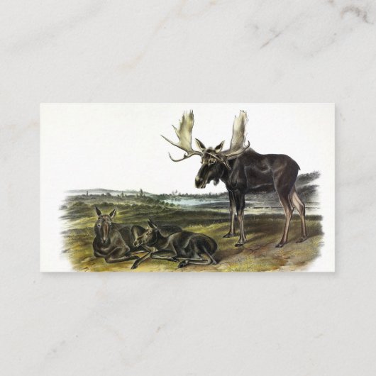 Moose Deer (Moose - Alces alces) van Audubon Visitekaartje (Achterkant)