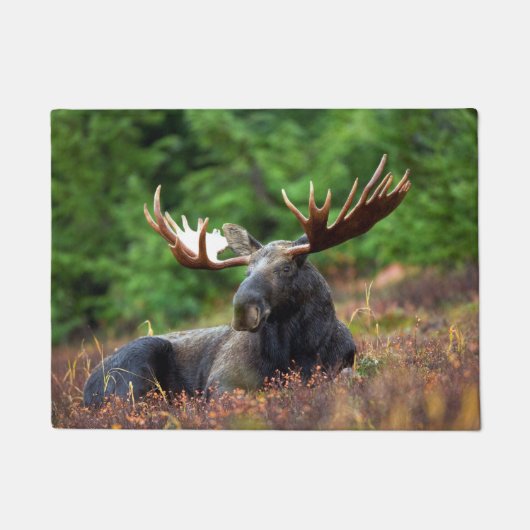 Moose Doormat Deurmat (Voorkant)