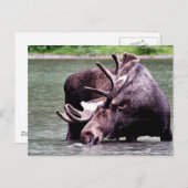 Moose Drink Briefkaart (Voorkant / Achterkant)