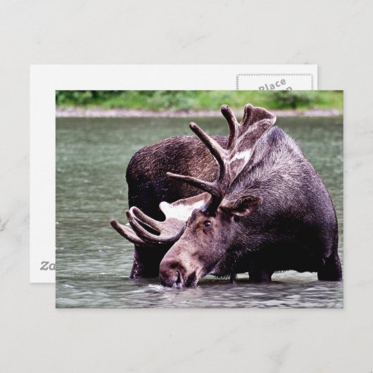 Moose Drink Briefkaart (Voorkant / Achterkant)