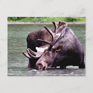 Moose Drink Briefkaart