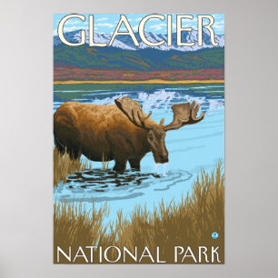 Moose Drink het nationaal park van het meer Glacie Poster