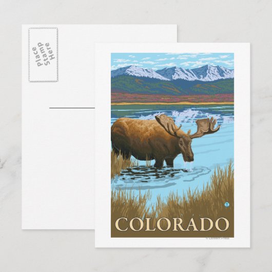 Moose DrinkingColorado Briefkaart (Voorkant / Achterkant)