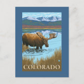 Moose DrinkingColorado Briefkaart (Voorkant)