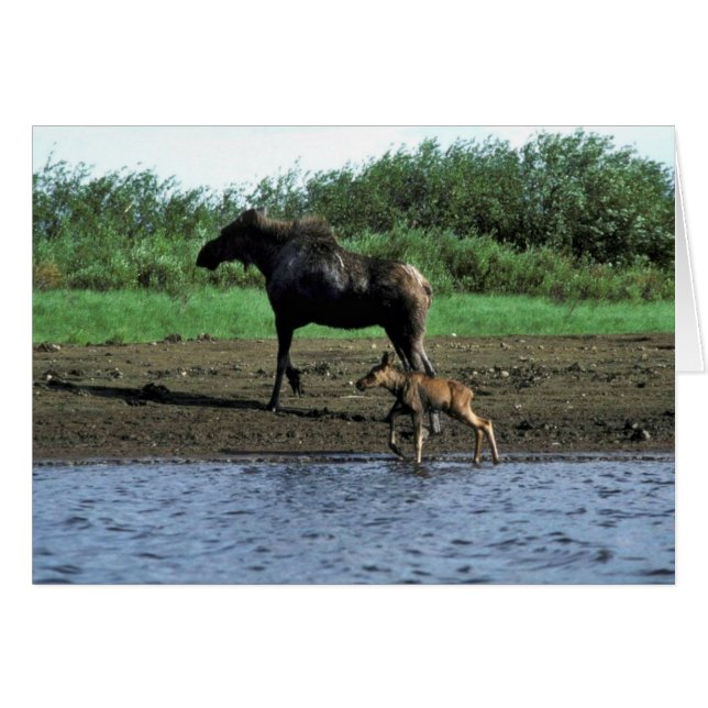 Moose en Calf (Voorkant Horizontaal)
