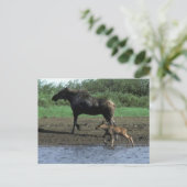 Moose en Calf Briefkaart (Staand voorkant)