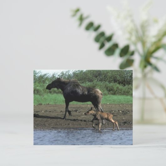 Moose en Calf Briefkaart (Staand voorkant)