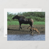 Moose en Calf Briefkaart (Voorkant / Achterkant)