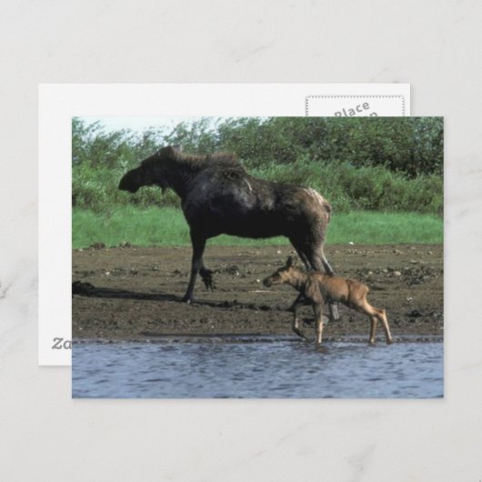 Moose en Calf Briefkaart (Voorkant / Achterkant)