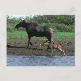 Moose en Calf Briefkaart