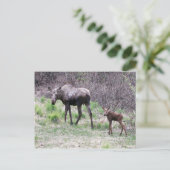 Moose en Calf Briefkaart (Staand voorkant)
