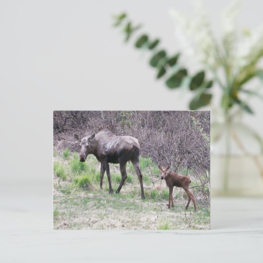 Moose en Calf Briefkaart (Staand voorkant)