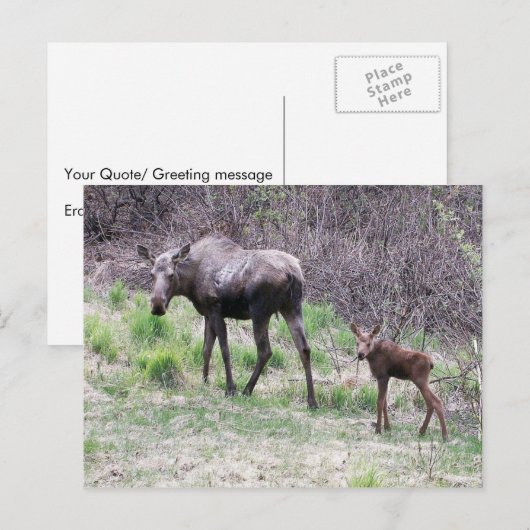 Moose en Calf Briefkaart (Voorkant / Achterkant)