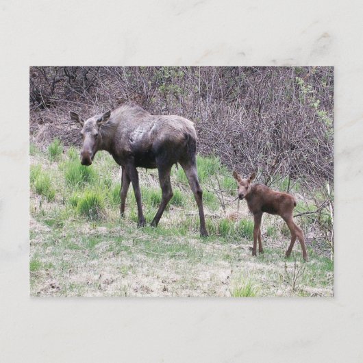 Moose en Calf Briefkaart (Voorkant)