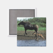 Moose en Calf Magneet (Voorkant / Achterkant)