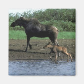 Moose en Calf Magneet (Voorkant)