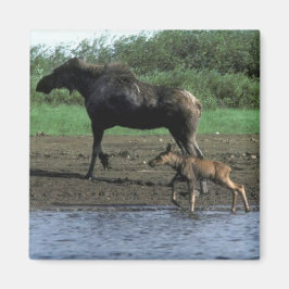 Moose en Calf Magneet