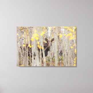 Moose Familie in de Aspens Canvas Art Afdruk