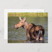 Moose Feeding in Glacier National Park, Montana Briefkaart (Voorkant / Achterkant)