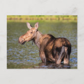 Moose Feeding in Glacier National Park, Montana Briefkaart (Voorkant)