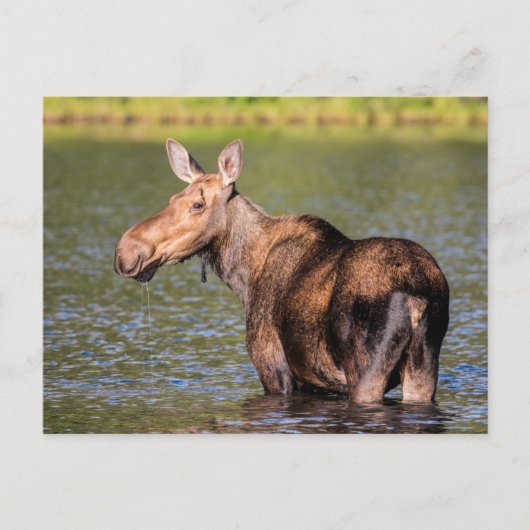 Moose Feeding in Glacier National Park, Montana Briefkaart (Voorkant)