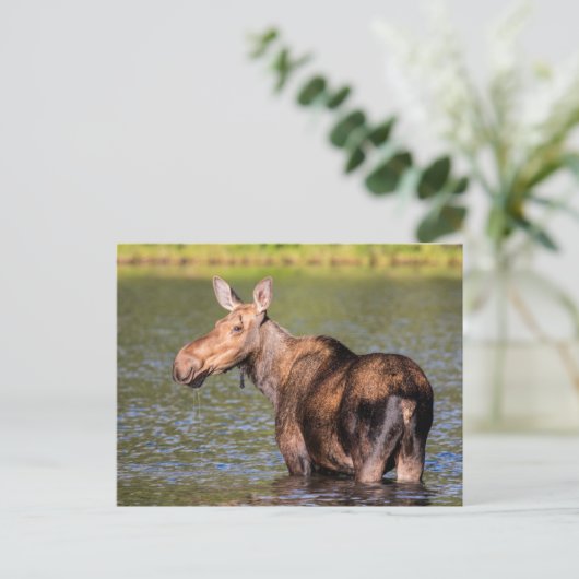 Moose Feeding in Glacier National Park, Montana Briefkaart (Staand voorkant)