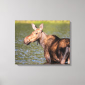 Moose Feeding in Glacier National Park, Montana Canvas Afdruk (Voorkant)