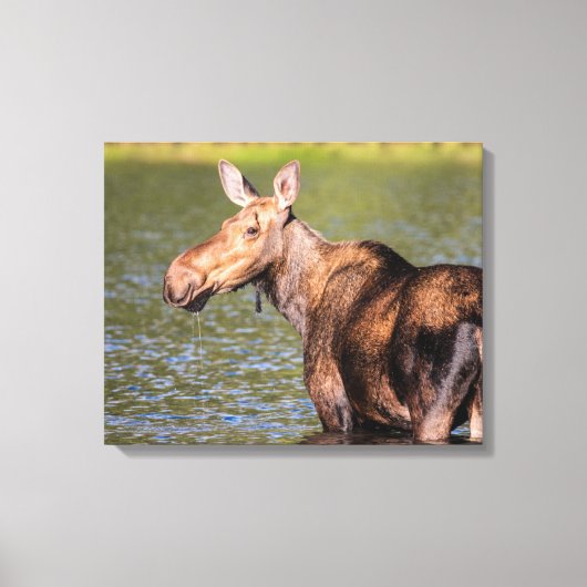 Moose Feeding in Glacier National Park, Montana Canvas Afdruk (Voorkant)