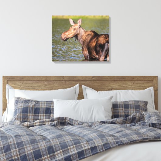 Moose Feeding in Glacier National Park, Montana Canvas Afdruk (Insitu (Slaapkamer))