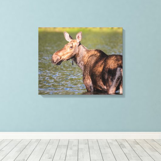 Moose Feeding in Glacier National Park, Montana Canvas Afdruk (Insitu (Houten vloer))
