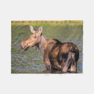 Moose Feeding in Glacier National Park, Montana Fleece Deken