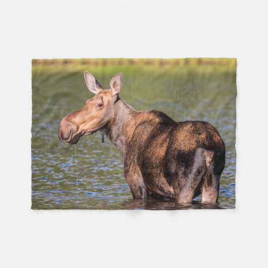 Moose Feeding in Glacier National Park, Montana Fleece Deken (Voorkant (Horizontaal))