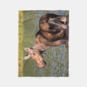 Moose Feeding in Glacier National Park, Montana Fleece Deken (Voorkant)