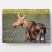 Moose Feeding in Glacier National Park, Montana Fotoplaat (voorkant)