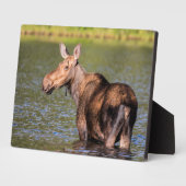 Moose Feeding in Glacier National Park, Montana Fotoplaat (Zijkant)