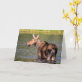 Moose Feeding in Glacier National Park, Montana Kaart (Gele Bloem)