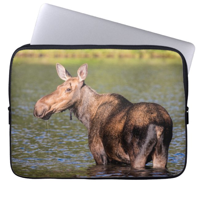 Moose Feeding in Glacier National Park, Montana Laptop Sleeve (Voorkant)