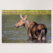 Moose Feeding in Glacier National Park, Montana Legpuzzel (Horizontaal)