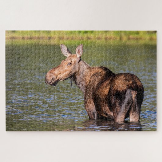 Moose Feeding in Glacier National Park, Montana Legpuzzel (Horizontaal)