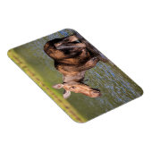 Moose Feeding in Glacier National Park, Montana Magneet (Rechterzijde)