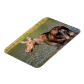 Moose Feeding in Glacier National Park, Montana Magneet (Linkerzijde)
