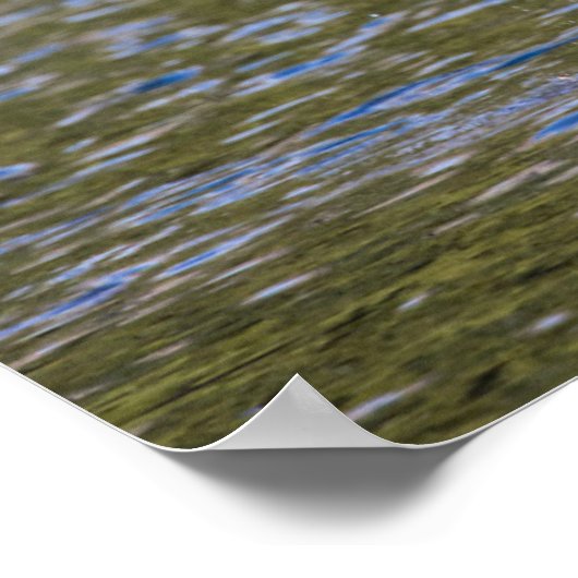 Moose Feeding in Glacier National Park, Montana Poster (Hoek)