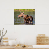 Moose Feeding in Glacier National Park, Montana Poster (Keuken)