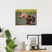 Moose Feeding in Glacier National Park, Montana Poster (Thuiskantoor)