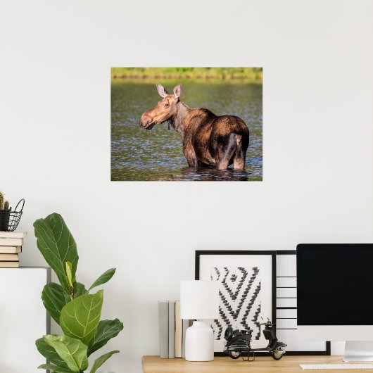 Moose Feeding in Glacier National Park, Montana Poster (Thuiskantoor)