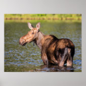 Moose Feeding in Glacier National Park, Montana Poster (Voorkant)