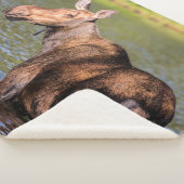 Moose Feeding in Glacier National Park, Montana Sherpa Deken (3/4)