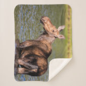 Moose Feeding in Glacier National Park, Montana Sherpa Deken (Voorkant)